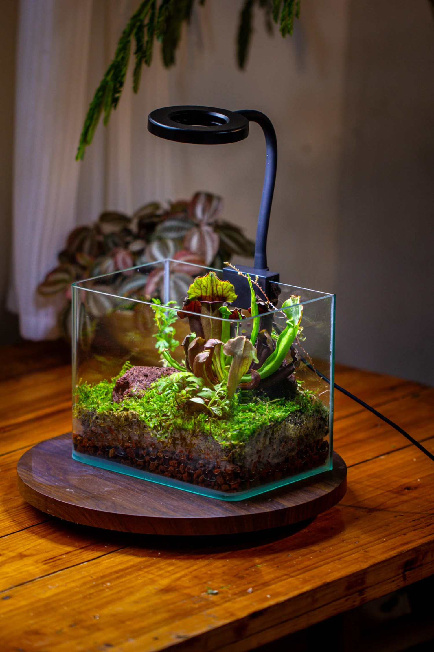 Open Moss Terrarium Building DIY Set With LED For Carnivorous Plants: Pitcher 4 Open Moss Terrarium Building DIY Set With LED For Carnivorous Plants: Pitcher - Image 4