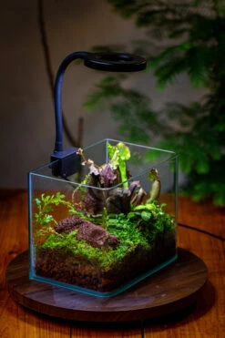 Open Moss Terrarium Building DIY Set With LED For Carnivorous Plants: Pitcher 27 Open Moss Terrarium Building DIY Set With LED For Carnivorous Plants: Pitcher -Ncyp Garden Sale Shop IMG 4100 d78d513b 5fce 4df7 8dd1 cc6375d4b6d3