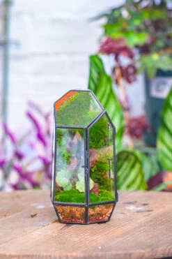 NCYP 8.66" Height Closed Irregular Glass Terrarium With Door Succulent Planter Geometric Flower Plant Pot Tabletop Small Bonsai 28 NCYP 8.66" Height Closed Irregular Glass Terrarium With Door Succulent Planter Geometric Flower Plant Pot Tabletop Small Bonsai -Ncyp Garden Sale Shop IMG 4200 47737d35 f0f4 4c54 8c66 dd930c516154