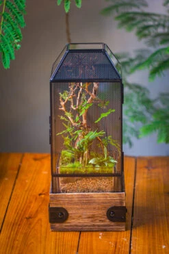 Handmade Glass Terrarium With Wood Base, Geometric Jumping Spider Enclosure, With Mesh Vent, For Plants, Snail, Insects 26 Handmade Glass Terrarium With Wood Base, Geometric Jumping Spider Enclosure, With Mesh Vent, For Plants, Snail, Insects -Ncyp Garden Sale Shop IMG 4200 6dac6ce0 eed2 4822 ba57 af9e6d52b378