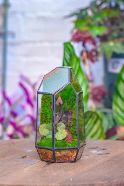 Dried Moss, 24L For DIY, Terrarium Building, Microlandscape, Orchid, Fern, Vertical Gardening 35 Dried Moss, 24L For DIY, Terrarium Building, Microlandscape, Orchid, Fern, Vertical Gardening -Ncyp Garden Sale Shop IMG 4201 3