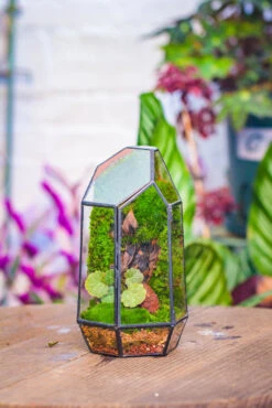 NCYP 8.66" Height Closed Irregular Glass Terrarium With Door Succulent Planter Geometric Flower Plant Pot Tabletop Small Bonsai 27 NCYP 8.66" Height Closed Irregular Glass Terrarium With Door Succulent Planter Geometric Flower Plant Pot Tabletop Small Bonsai -Ncyp Garden Sale Shop IMG 4201 775799cb 3cc6 4243 a947 36410e1cf53d
