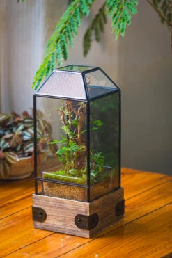 Handmade Glass Terrarium With Wood Base, Geometric Jumping Spider Enclosure, With Mesh Vent, For Plants, Snail, Insects 27 Handmade Glass Terrarium With Wood Base, Geometric Jumping Spider Enclosure, With Mesh Vent, For Plants, Snail, Insects -Ncyp Garden Sale Shop IMG 4201 b2678acc 11da 447e 8f10 016c64e39a1c