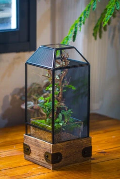 Handmade Glass Terrarium With Wood Base, Geometric Jumping Spider Enclosure, With Mesh Vent, For Plants, Snail, Insects 28 Handmade Glass Terrarium With Wood Base, Geometric Jumping Spider Enclosure, With Mesh Vent, For Plants, Snail, Insects -Ncyp Garden Sale Shop IMG 4202 792ba573 efa3 49c6 847e b0577241ae8d