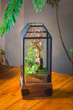 Handmade Glass Terrarium With Wood Base, Geometric Jumping Spider Enclosure, With Mesh Vent, For Plants, Snail, Insects 29 Handmade Glass Terrarium With Wood Base, Geometric Jumping Spider Enclosure, With Mesh Vent, For Plants, Snail, Insects -Ncyp Garden Sale Shop IMG 4203 66454c5f 0bd0 4412 b527 31c49fa19524
