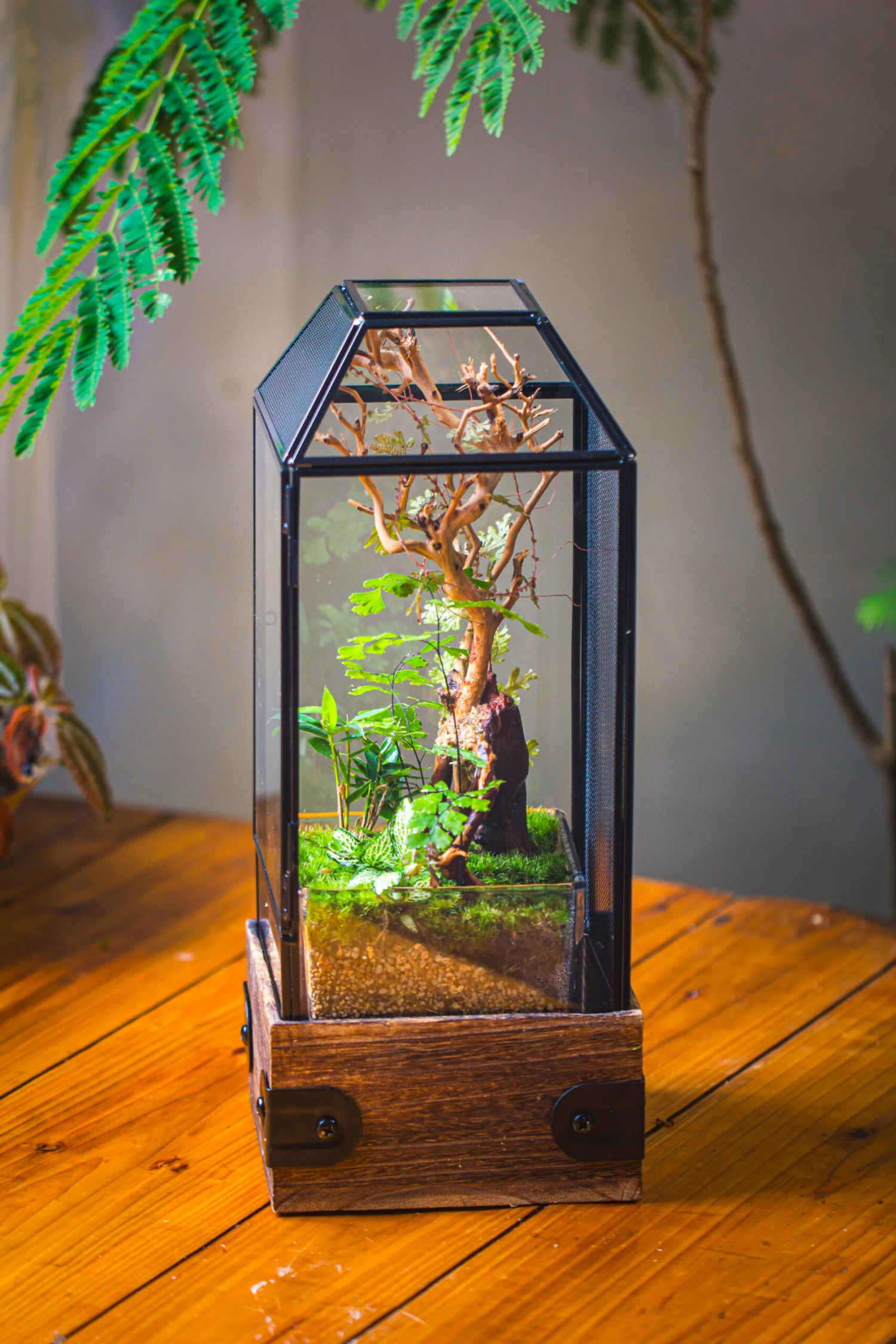 Handmade Glass Terrarium With Wood Base, Geometric Jumping Spider Enclosure, With Mesh Vent, For Plants, Snail, Insects 10 Handmade Glass Terrarium With Wood Base, Geometric Jumping Spider Enclosure, With Mesh Vent, For Plants, Snail, Insects - Image 10
