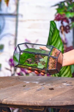 NCYP 8.66" Height Closed Irregular Glass Terrarium With Door Succulent Planter Geometric Flower Plant Pot Tabletop Small Bonsai 24 NCYP 8.66" Height Closed Irregular Glass Terrarium With Door Succulent Planter Geometric Flower Plant Pot Tabletop Small Bonsai -Ncyp Garden Sale Shop IMG 4204 123285ab 171b 4533 81b2 5b2456e60132