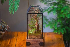 Handmade Glass Terrarium With Wood Base, Geometric Jumping Spider Enclosure, With Mesh Vent, For Plants, Snail, Insects 30 Handmade Glass Terrarium With Wood Base, Geometric Jumping Spider Enclosure, With Mesh Vent, For Plants, Snail, Insects -Ncyp Garden Sale Shop IMG 4205 15d3a377 8457 4645 9e56 d0f6f114fd15