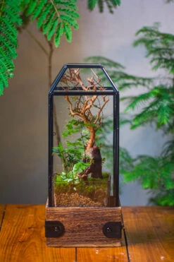 Handmade Glass Terrarium With Wood Base, Geometric Jumping Spider Enclosure, With Mesh Vent, For Plants, Snail, Insects 25 Handmade Glass Terrarium With Wood Base, Geometric Jumping Spider Enclosure, With Mesh Vent, For Plants, Snail, Insects -Ncyp Garden Sale Shop IMG 4208