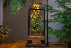 Handmade Glass Terrarium With Wood Base, Geometric Jumping Spider Enclosure, With Mesh Vent, For Plants, Snail, Insects 24 Handmade Glass Terrarium With Wood Base, Geometric Jumping Spider Enclosure, With Mesh Vent, For Plants, Snail, Insects -Ncyp Garden Sale Shop IMG 4214 71c784fd 1347 4598 86ad 540de3beaa2f