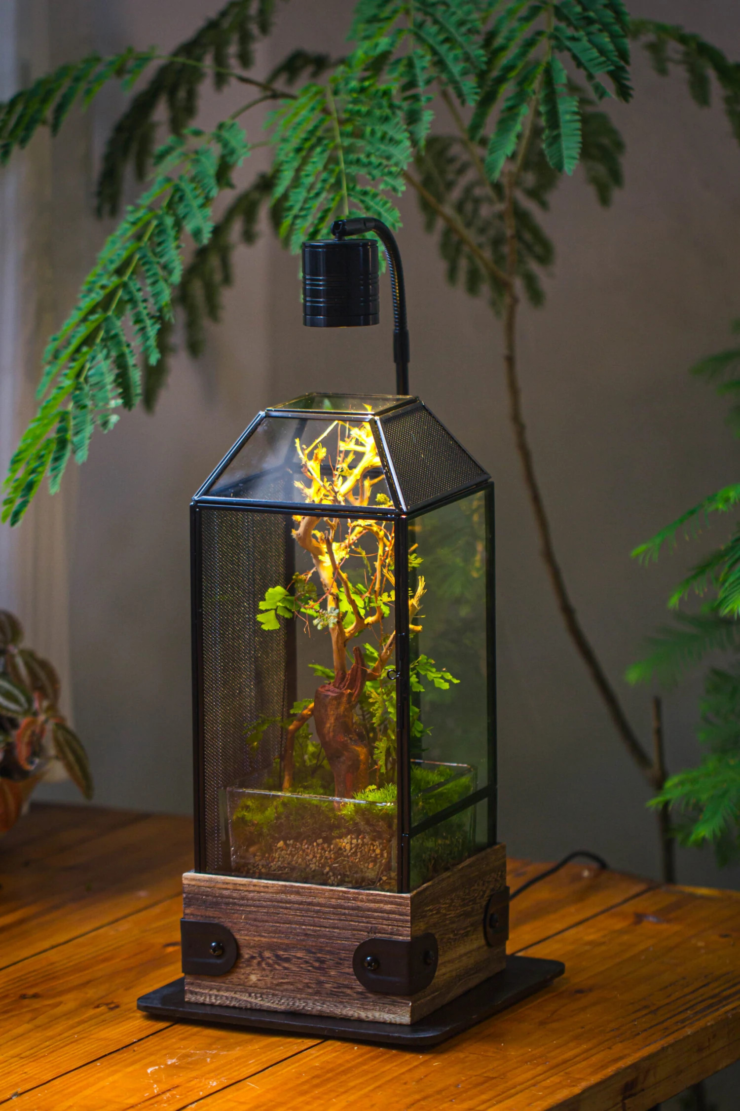 Handmade Glass Terrarium With Wood Base, Geometric Jumping Spider Enclosure, With Mesh Vent, For Plants, Snail, Insects 18 Handmade Glass Terrarium With Wood Base, Geometric Jumping Spider Enclosure, With Mesh Vent, For Plants, Snail, Insects - Image 18