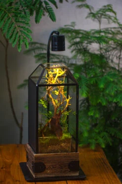Handmade Glass Terrarium With Wood Base, Geometric Jumping Spider Enclosure, With Mesh Vent, For Plants, Snail, Insects 38 Handmade Glass Terrarium With Wood Base, Geometric Jumping Spider Enclosure, With Mesh Vent, For Plants, Snail, Insects -Ncyp Garden Sale Shop IMG 4219