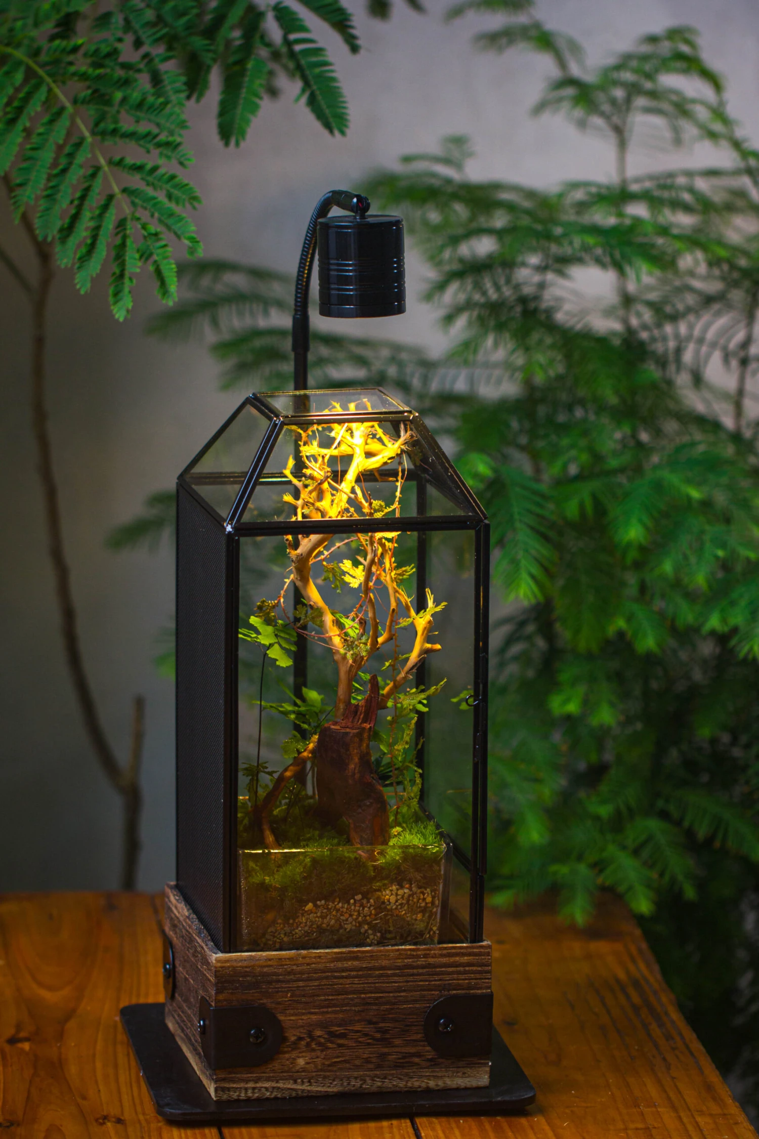 Handmade Glass Terrarium With Wood Base, Geometric Jumping Spider Enclosure, With Mesh Vent, For Plants, Snail, Insects 19 Handmade Glass Terrarium With Wood Base, Geometric Jumping Spider Enclosure, With Mesh Vent, For Plants, Snail, Insects - Image 19
