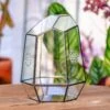 NCYP Close Geometric Tin Glass Terrarium With Door, Vent, Insect Bug Terrarium