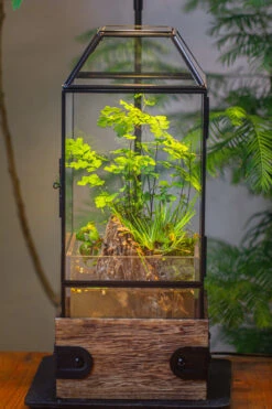 Handmade Glass Terrarium With Wood Base, Geometric Planter With Door, With LED Wood Lamp Base For Plants, Moss Landscapes, Plant Lover Gift -Ncyp Garden Sale Shop IMG 4294 e72d66c6 4604 4665 95de 00dfab0a0f4c 1