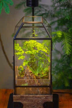 Handmade Glass Terrarium With Wood Base, Geometric Planter With Door, With LED Wood Lamp Base For Plants, Moss Landscapes, Plant Lover Gift -Ncyp Garden Sale Shop IMG 4295 1