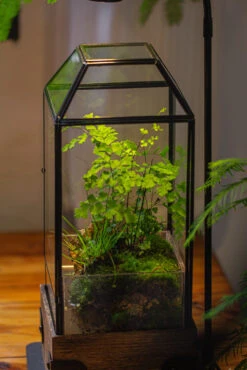 Handmade Glass Terrarium With Wood Base, Geometric Planter With Door, With LED Wood Lamp Base For Plants, Moss Landscapes, Plant Lover Gift -Ncyp Garden Sale Shop IMG 4302 1