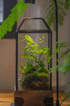Handmade Glass Terrarium With Wood Base, Geometric Planter With Door, With LED Wood Lamp Base For Plants, Moss Landscapes, Plant Lover Gift -Ncyp Garden Sale Shop IMG 4304 1