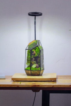 NCYP 8.66" Height Closed Irregular Glass Terrarium With Door Succulent Planter Geometric Flower Plant Pot Tabletop Small Bonsai 39 NCYP 8.66" Height Closed Irregular Glass Terrarium With Door Succulent Planter Geometric Flower Plant Pot Tabletop Small Bonsai -Ncyp Garden Sale Shop IMG 4380 2c318a59 0657 497b 8a29 e0f1009ab461