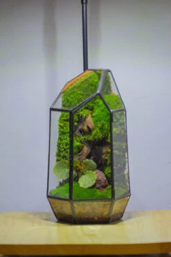 NCYP 8.66" Height Closed Irregular Glass Terrarium With Door Succulent Planter Geometric Flower Plant Pot Tabletop Small Bonsai 30 NCYP 8.66" Height Closed Irregular Glass Terrarium With Door Succulent Planter Geometric Flower Plant Pot Tabletop Small Bonsai -Ncyp Garden Sale Shop IMG 4381 77814e47 4300 4e11 bcf4 a6997f0ceb20