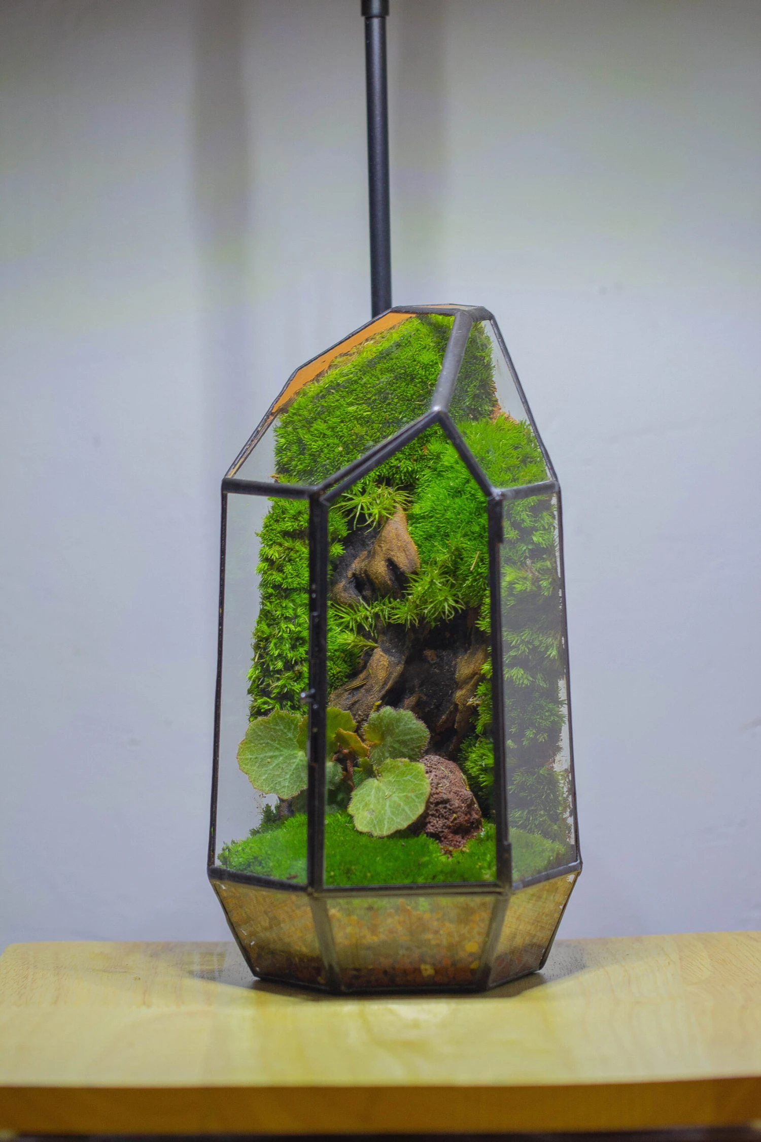 NCYP 8.66" Height Closed Irregular Glass Terrarium With Door Succulent Planter Geometric Flower Plant Pot Tabletop Small Bonsai 11 NCYP 8.66" Height Closed Irregular Glass Terrarium With Door Succulent Planter Geometric Flower Plant Pot Tabletop Small Bonsai - Image 11