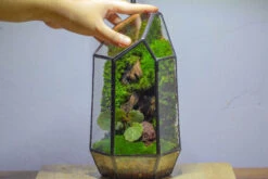 NCYP 8.66" Height Closed Irregular Glass Terrarium With Door Succulent Planter Geometric Flower Plant Pot Tabletop Small Bonsai 29 NCYP 8.66" Height Closed Irregular Glass Terrarium With Door Succulent Planter Geometric Flower Plant Pot Tabletop Small Bonsai -Ncyp Garden Sale Shop IMG 4385 280302fe 3c3a 419b 8a72 b0f1d9de74b1