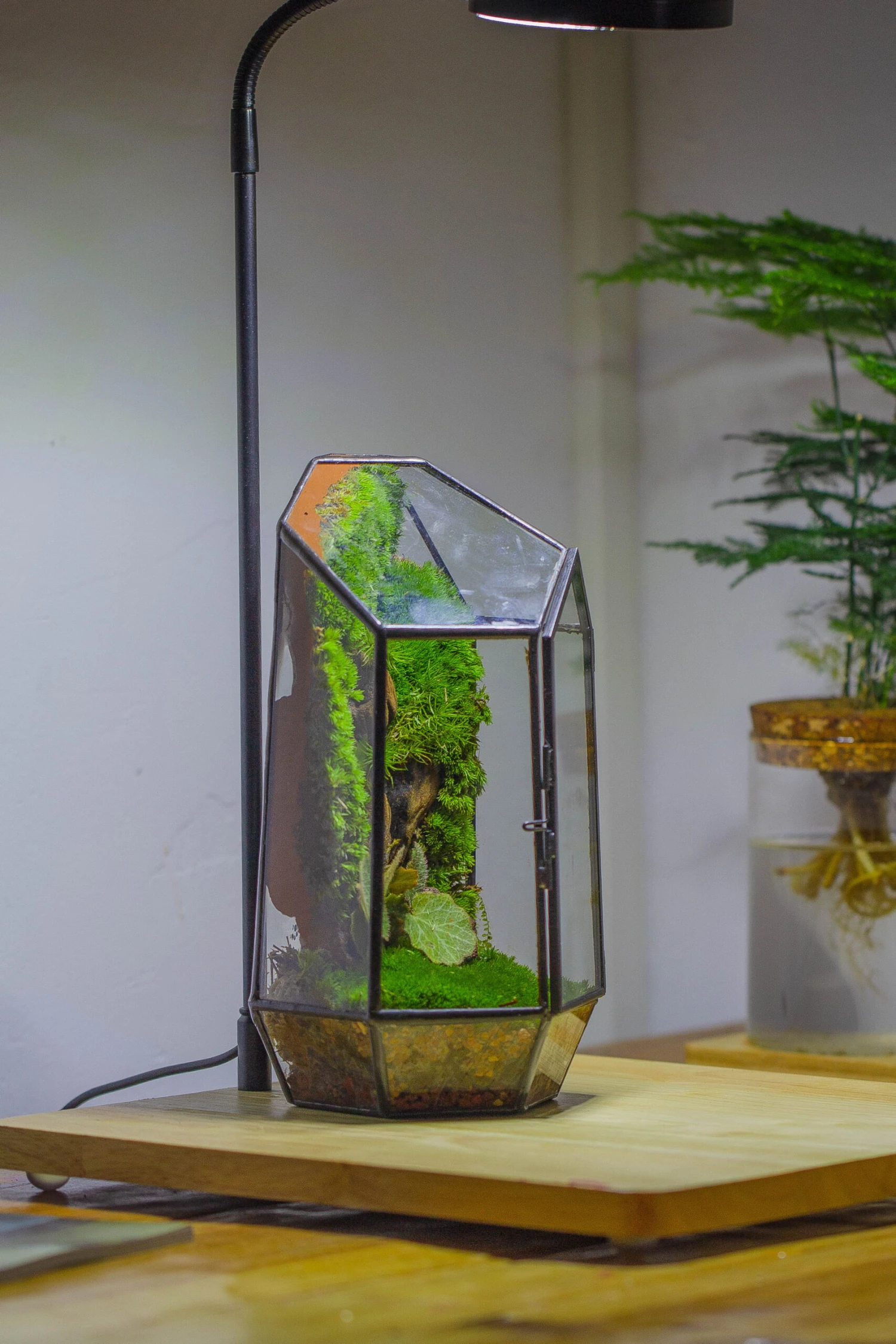 NCYP 8.66" Height Closed Irregular Glass Terrarium With Door Succulent Planter Geometric Flower Plant Pot Tabletop Small Bonsai 12 NCYP 8.66" Height Closed Irregular Glass Terrarium With Door Succulent Planter Geometric Flower Plant Pot Tabletop Small Bonsai - Image 12