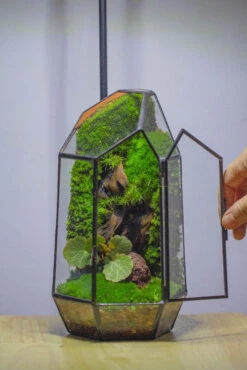 NCYP 8.66" Height Closed Irregular Glass Terrarium With Door Succulent Planter Geometric Flower Plant Pot Tabletop Small Bonsai 32 NCYP 8.66" Height Closed Irregular Glass Terrarium With Door Succulent Planter Geometric Flower Plant Pot Tabletop Small Bonsai -Ncyp Garden Sale Shop IMG 4390 2a15da93 8349 497f b1bc 65ddc0dddc9a
