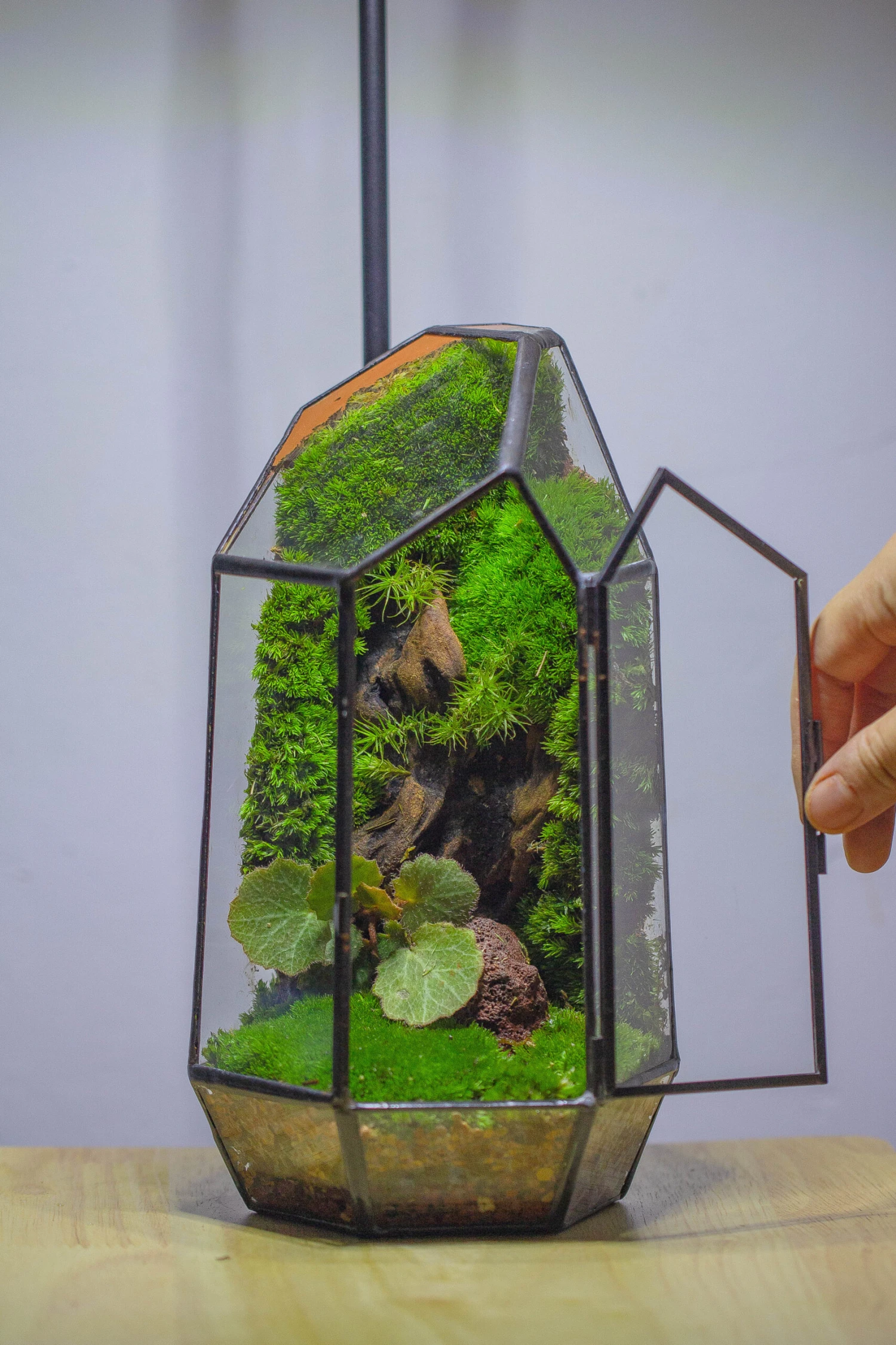 NCYP 8.66" Height Closed Irregular Glass Terrarium With Door Succulent Planter Geometric Flower Plant Pot Tabletop Small Bonsai 13 NCYP 8.66" Height Closed Irregular Glass Terrarium With Door Succulent Planter Geometric Flower Plant Pot Tabletop Small Bonsai - Image 13