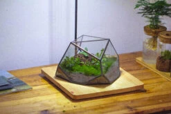 Geometric Terrarium Irregular, Handmade,Tin And Glass -Ncyp Garden Sale Shop IMG 4439