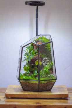 NCYP Close Geometric Tin Glass Terrarium With Door, Vent, Insect Bug Terrarium -Ncyp Garden Sale Shop IMG 4444 fbd51270 bb18 41cd a1e8 8c044e56ae3c