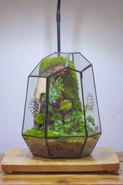 NCYP Close Geometric Tin Glass Terrarium With Door, Vent, Insect Bug Terrarium -Ncyp Garden Sale Shop IMG 4446