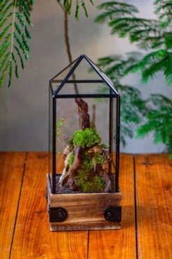 Handmade Glass Terrarium With Wood Base, Pyramid Shape Planter With Door, With LED Acrylic Lamp Base For Plants, Moss Landscapes, Plant Lover Gift -Ncyp Garden Sale Shop IMG 4464
