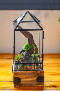 Handmade Glass Terrarium With Wood Base, Pyramid Shape Planter With Door, With LED Wood Lamp Base For Plants, Moss Landscapes, Plant Lover Gift 35 Handmade Glass Terrarium With Wood Base, Pyramid Shape Planter With Door, With LED Wood Lamp Base For Plants, Moss Landscapes, Plant Lover Gift -Ncyp Garden Sale Shop IMG 4466 1