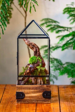 Handmade Glass Terrarium With Wood Base, Pyramid Shape Planter With Door, With LED Acrylic Lamp Base For Plants, Moss Landscapes, Plant Lover Gift -Ncyp Garden Sale Shop IMG 4469