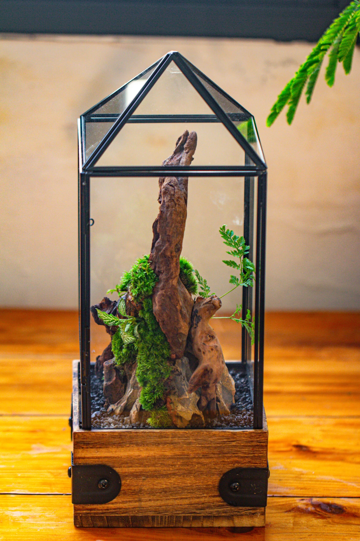 Handmade Glass Terrarium With Wood Base, Pyramid Shape Planter With Door, With LED Wood Lamp Base For Plants, Moss Landscapes, Plant Lover Gift 19 Handmade Glass Terrarium With Wood Base, Pyramid Shape Planter With Door, With LED Wood Lamp Base For Plants, Moss Landscapes, Plant Lover Gift - Image 19