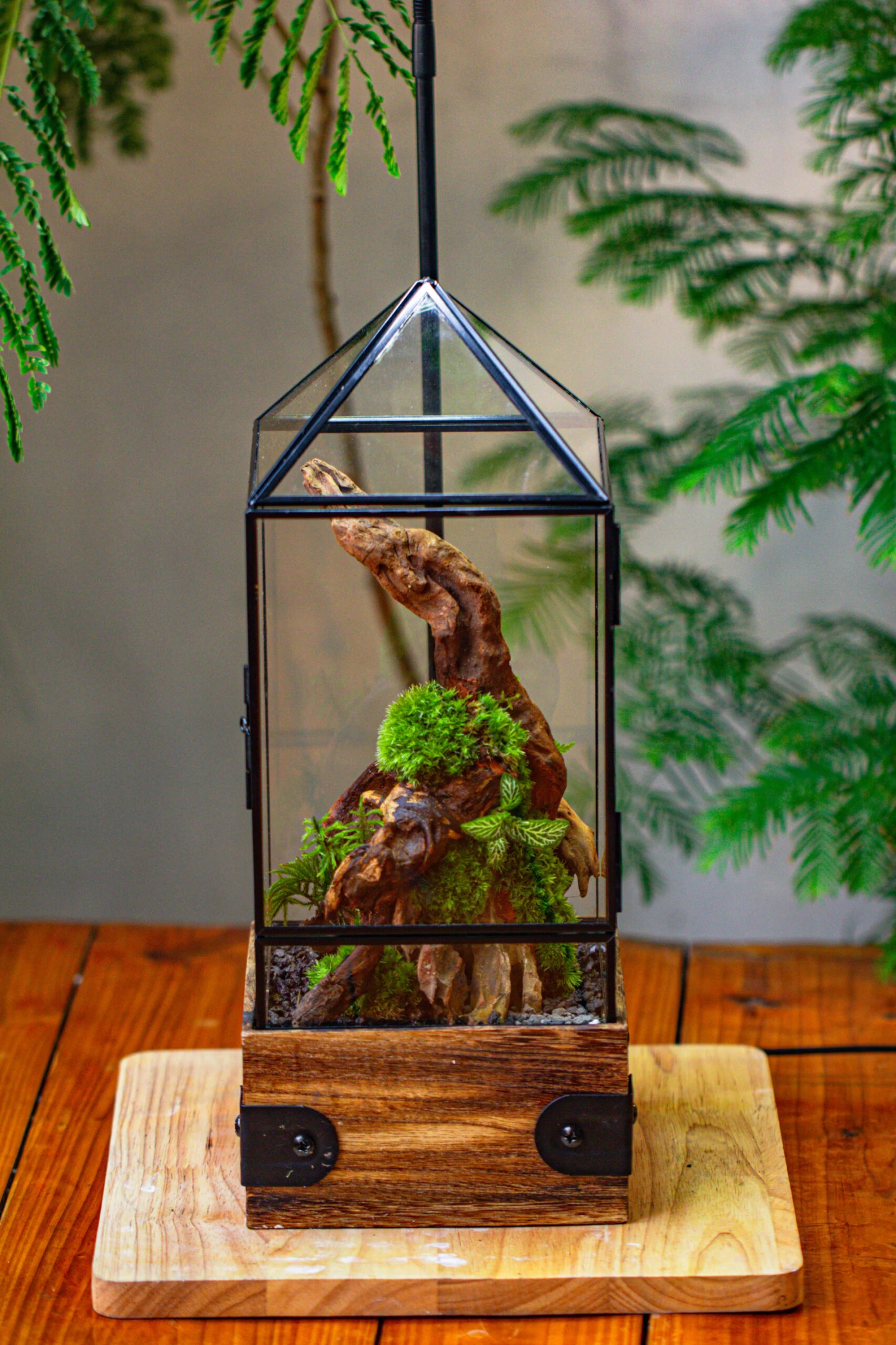 Handmade Glass Terrarium With Wood Base, Pyramid Shape Planter With Door, With LED Wood Lamp Base For Plants, Moss Landscapes, Plant Lover Gift 5 Handmade Glass Terrarium With Wood Base, Pyramid Shape Planter With Door, With LED Wood Lamp Base For Plants, Moss Landscapes, Plant Lover Gift - Image 5