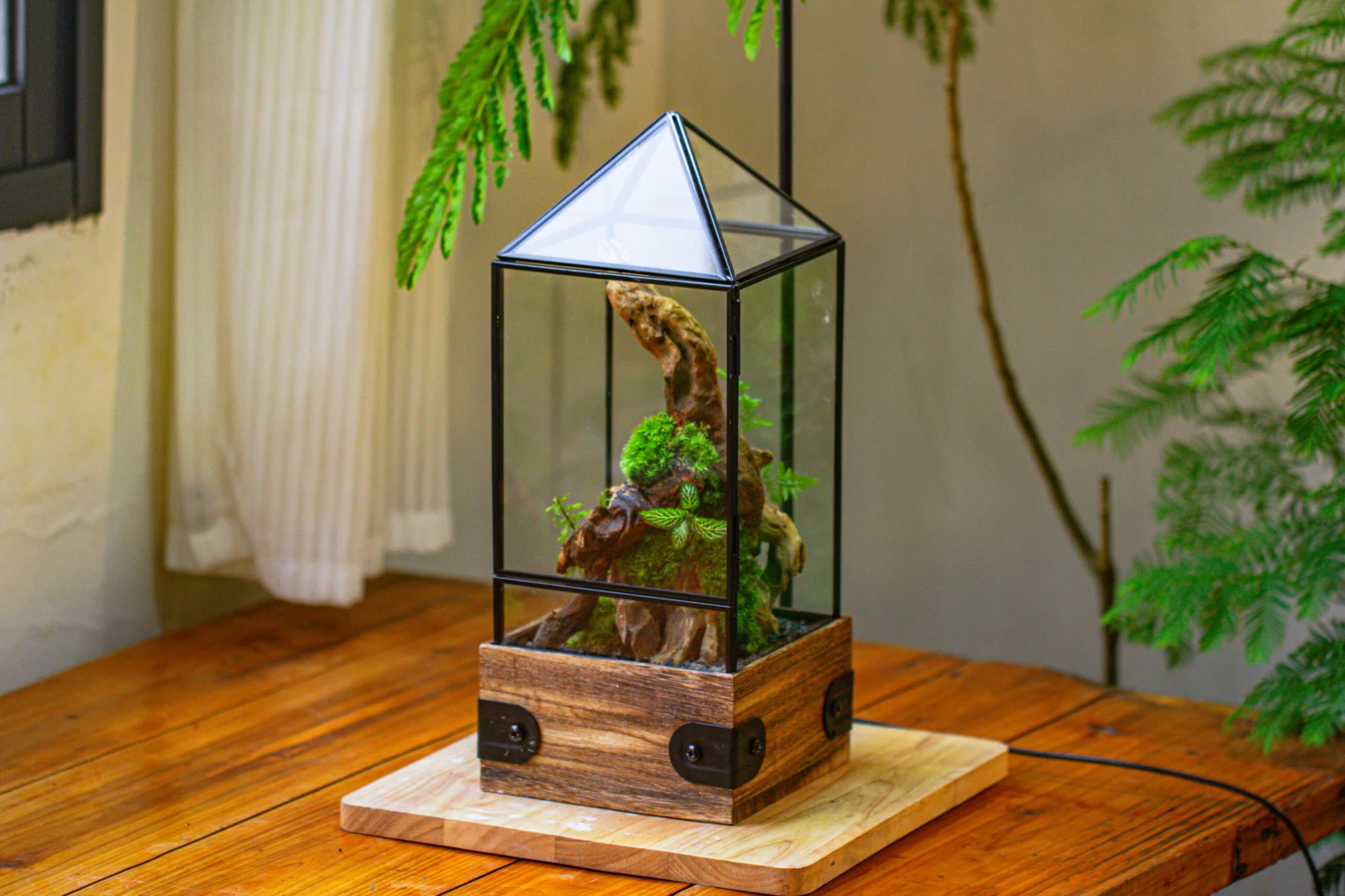 Handmade Glass Terrarium With Wood Base, Pyramid Shape Planter With Door, With LED Wood Lamp Base For Plants, Moss Landscapes, Plant Lover Gift 3 Handmade Glass Terrarium With Wood Base, Pyramid Shape Planter With Door, With LED Wood Lamp Base For Plants, Moss Landscapes, Plant Lover Gift - Image 3