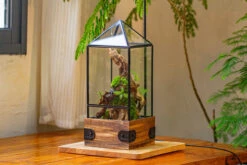 Handmade Glass Terrarium With Wood Base, Pyramid Shape Planter With Door, With LED Wood Lamp Base For Plants, Moss Landscapes, Plant Lover Gift 26 Handmade Glass Terrarium With Wood Base, Pyramid Shape Planter With Door, With LED Wood Lamp Base For Plants, Moss Landscapes, Plant Lover Gift -Ncyp Garden Sale Shop IMG 4477 dd9f79dd b283 4ced 9313 4d1559afb5c9
