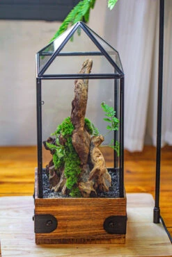 Handmade Glass Terrarium With Wood Base, Pyramid Shape Planter With Door, With LED Wood Lamp Base For Plants, Moss Landscapes, Plant Lover Gift 27 Handmade Glass Terrarium With Wood Base, Pyramid Shape Planter With Door, With LED Wood Lamp Base For Plants, Moss Landscapes, Plant Lover Gift -Ncyp Garden Sale Shop IMG 4478 51420139 f00f 42ed a9b3 f62856e046db