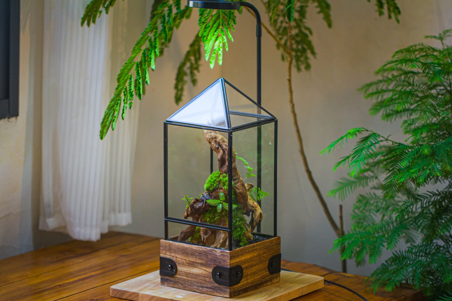 Handmade Glass Terrarium With Wood Base, Pyramid Shape Planter With Door, With LED Wood Lamp Base For Plants, Moss Landscapes, Plant Lover Gift 14 Handmade Glass Terrarium With Wood Base, Pyramid Shape Planter With Door, With LED Wood Lamp Base For Plants, Moss Landscapes, Plant Lover Gift - Image 14