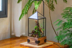 Handmade Glass Terrarium With Wood Base, Pyramid Shape Planter With Door, With LED Wood Lamp Base For Plants, Moss Landscapes, Plant Lover Gift 28 Handmade Glass Terrarium With Wood Base, Pyramid Shape Planter With Door, With LED Wood Lamp Base For Plants, Moss Landscapes, Plant Lover Gift -Ncyp Garden Sale Shop IMG 4480 e98c4b0c 7b6d 4ba9 9731 60cef68ba00a 1