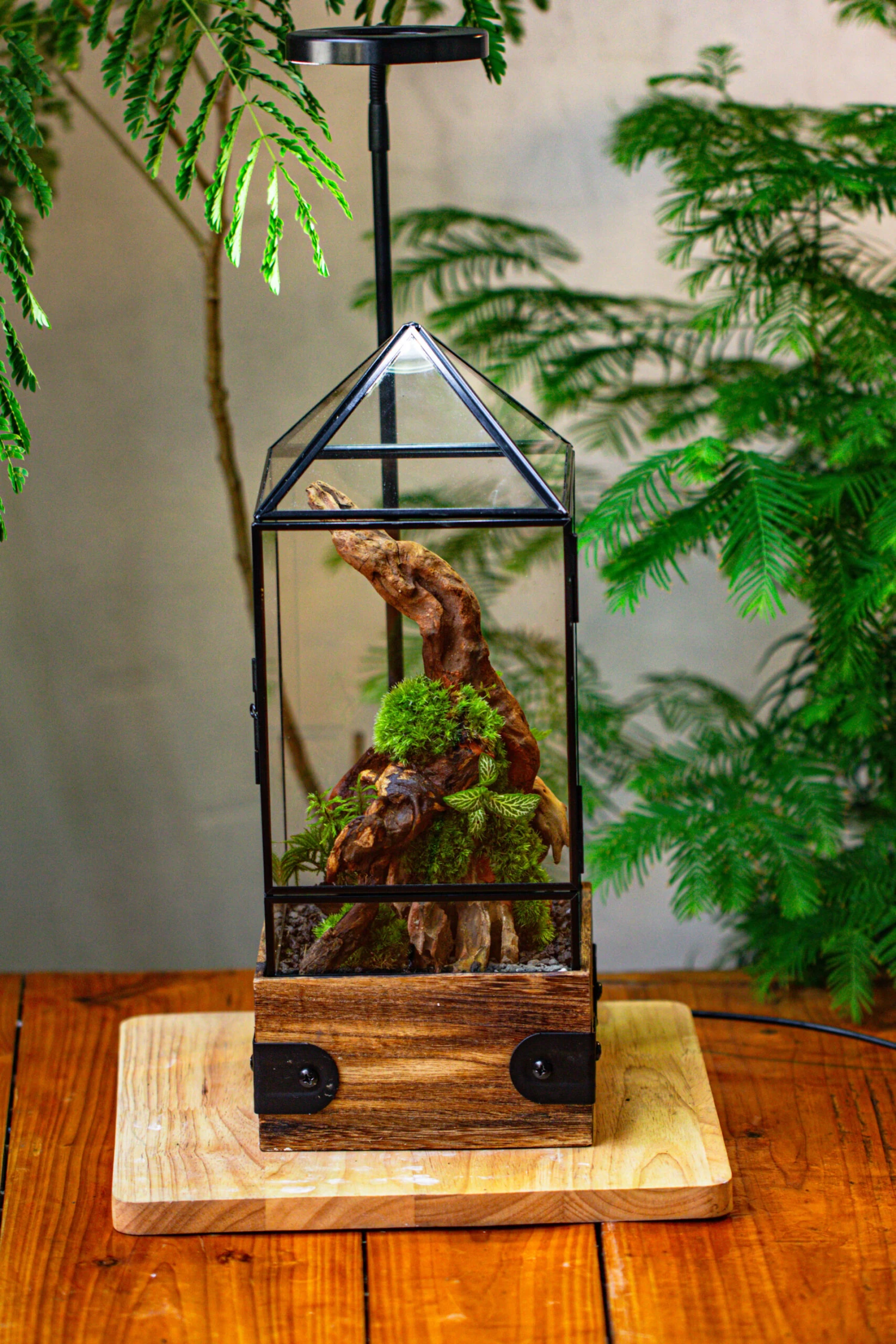 Handmade Glass Terrarium With Wood Base, Pyramid Shape Planter With Door, With LED Wood Lamp Base For Plants, Moss Landscapes, Plant Lover Gift 10 Handmade Glass Terrarium With Wood Base, Pyramid Shape Planter With Door, With LED Wood Lamp Base For Plants, Moss Landscapes, Plant Lover Gift - Image 10