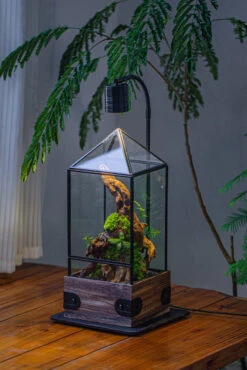 Handmade Glass Terrarium With Wood Base, Pyramid Shape Planter With Door, With LED Acrylic Lamp Base For Plants, Moss Landscapes, Plant Lover Gift -Ncyp Garden Sale Shop IMG 4482 5d56db64 8af0 4346 8c95 c88b4632a286