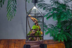 Handmade Glass Terrarium With Wood Base, Pyramid Shape Planter With Door, With LED Acrylic Lamp Base For Plants, Moss Landscapes, Plant Lover Gift -Ncyp Garden Sale Shop IMG 4484
