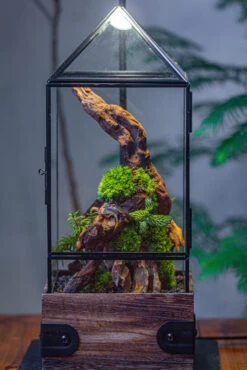 Handmade Glass Terrarium With Wood Base, Pyramid Shape Planter With Door, With LED Acrylic Lamp Base For Plants, Moss Landscapes, Plant Lover Gift -Ncyp Garden Sale Shop IMG 4488 0c53f5e4 62cb 48bf 9407 60b1d13454e0