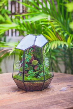 Planting Kit For This Close Geometric Tin Glass Terrarium With Door, Vent -Ncyp Garden Sale Shop IMG 4495