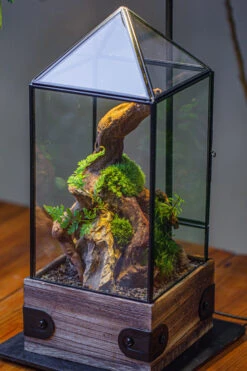Handmade Glass Terrarium With Wood Base, Pyramid Shape Planter With Door, With LED Acrylic Lamp Base For Plants, Moss Landscapes, Plant Lover Gift -Ncyp Garden Sale Shop IMG 4498 a6ba2488 677c 4256 9775 b8105882d357