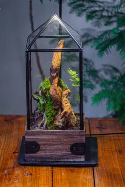 Handmade Glass Terrarium With Wood Base, Pyramid Shape Planter With Door, With LED Acrylic Lamp Base For Plants, Moss Landscapes, Plant Lover Gift -Ncyp Garden Sale Shop IMG 4499 a4fd1a1d a6d7 4702 b1b1 2db34258e816