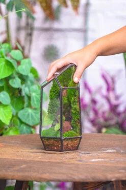 NCYP 8.66" Height Closed Irregular Glass Terrarium With Door Succulent Planter Geometric Flower Plant Pot Tabletop Small Bonsai 36 NCYP 8.66" Height Closed Irregular Glass Terrarium With Door Succulent Planter Geometric Flower Plant Pot Tabletop Small Bonsai -Ncyp Garden Sale Shop IMG 4526 910e25cb c84c 403a 9379 ababf5556696